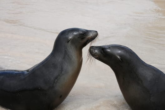 Sea lions play