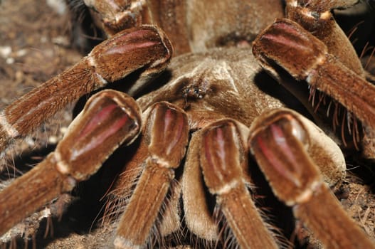 Giant tarantula