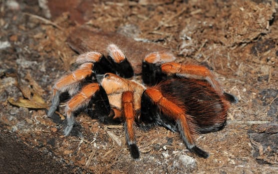 Tarantula Aphonopelma
