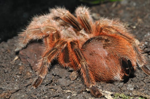 Tarantula