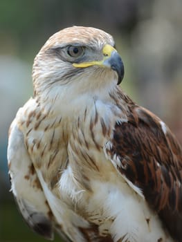 The Common Buzzard (Buteo buteo) detail. Focus on eye.