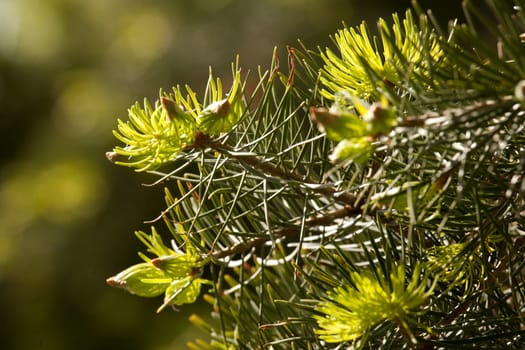 Green needles of pine tree as natural background