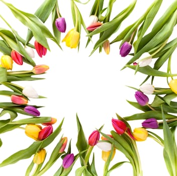 Tulips in a circle