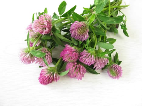 A bouquet of red clover