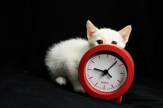 White Young Baby Cat on a Black Background