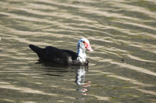 Muscovy Duck (Cairina moschata) on a Dark Black Water