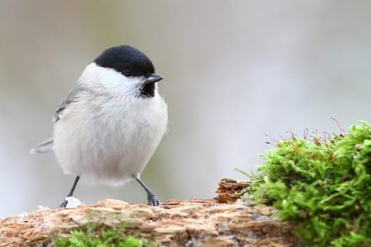 Poecile palustris (syn. Parus palustris