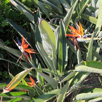 Closeup of blooming bird of paradise or crane flowers, botanical name of strelitzia reginae, seen outdoors in south east Florida on a very sunny day..