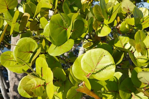 Close up view of seagrape leaves outdoors along a beach walkway with some blue sky in the background during May in south east Florida..