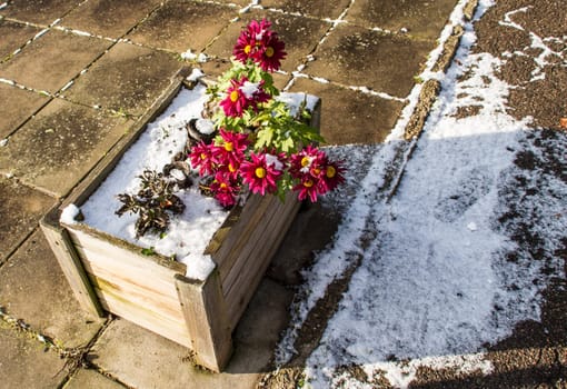 One wooden pot with daisies after a snowfall.