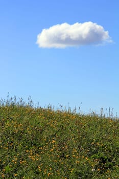 A cloud above the flowering meadow