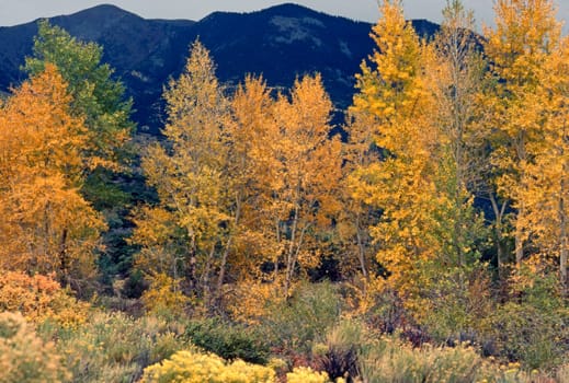 Autumn leaves in Colorado forest