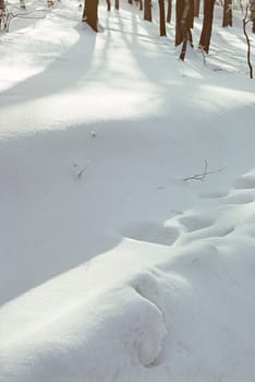 Winter in forest with path