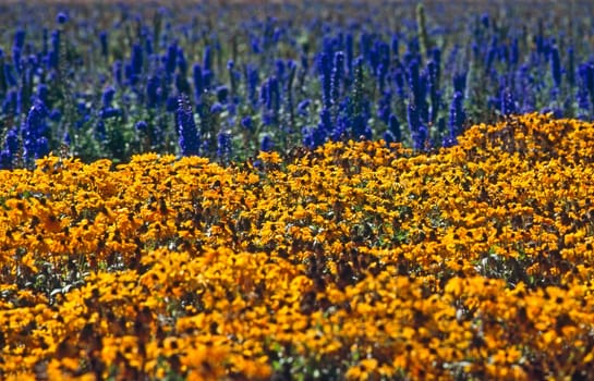Flower Farm Field in California