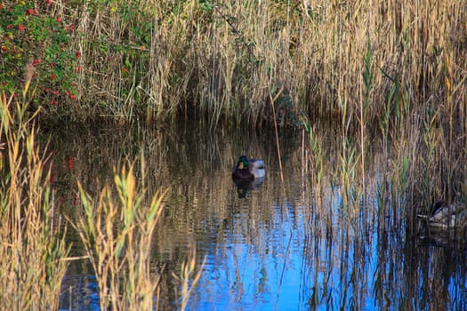 View of Mallards in the lagoon of Marano, Nature reserve of Valle canal Novo