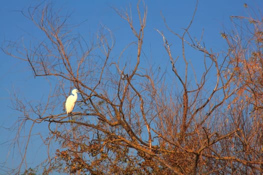 The Little Egret (Egretta garzetta), small white heron on tree