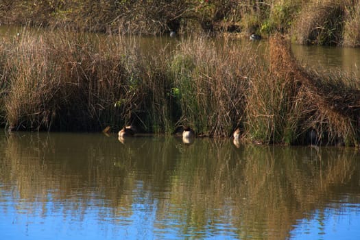 View of Mallards in the lagoon of Marano, Nature reserve of Valle canal Novo