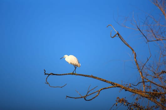 The Little Egret (Egretta garzetta), small white heron on tree