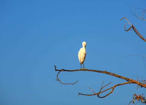 The Little Egret (Egretta garzetta), small white heron on tree
