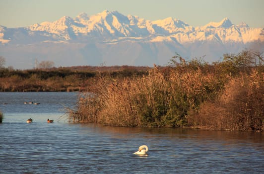 View of Nature reserve of Valle canal Novo, Italy