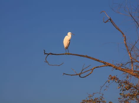 The Little Egret (Egretta garzetta), small white heron on tree