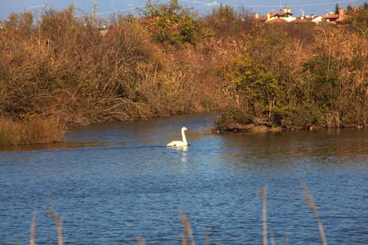 View of Nature reserve of Valle canal Novo, Italy