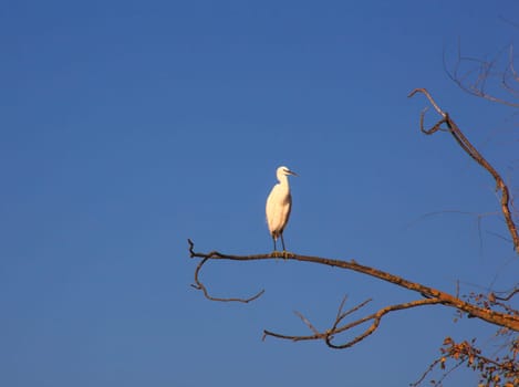 The Little Egret (Egretta garzetta), small white heron on tree