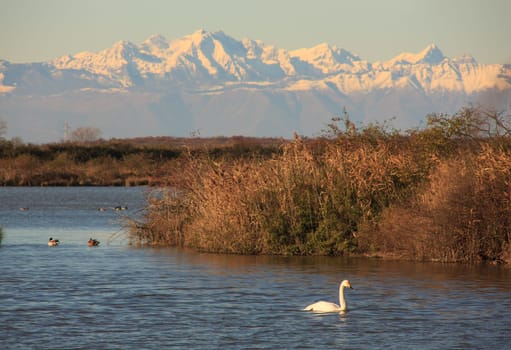 View of Nature reserve of Valle canal Novo, Italy