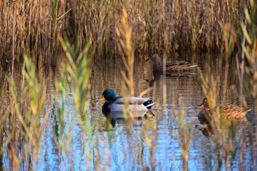 View of Mallards in the lagoon of Marano, Nature reserve of Valle canal Novo