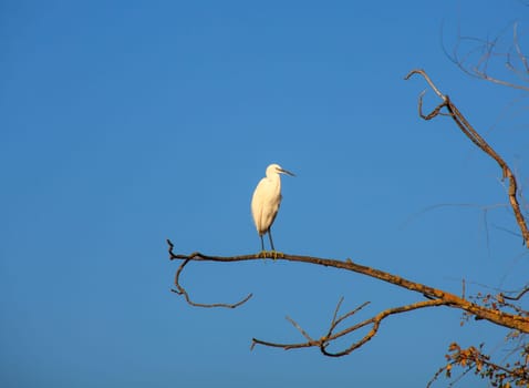 The Little Egret (Egretta garzetta), small white heron on tree