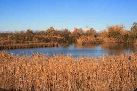 View of Nature reserve of Valle canal Novo, Italy