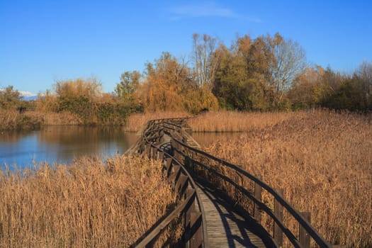 View of Nature reserve of Valle canal Novo, Italy