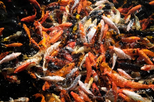Many Colored Koi Carps in a Dark Pond