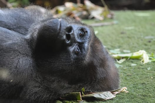 Strong Adult Black Gorilla on the Green Floor