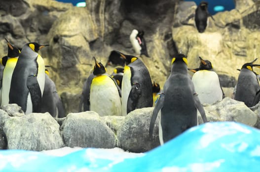 Black and White Colored Penguin in a Cold Place