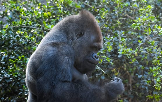 Strong Adult Black Gorilla on the Green Floor