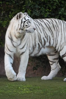 Rare Black and White Striped Adult Tiger