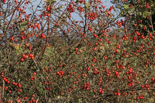 Haws