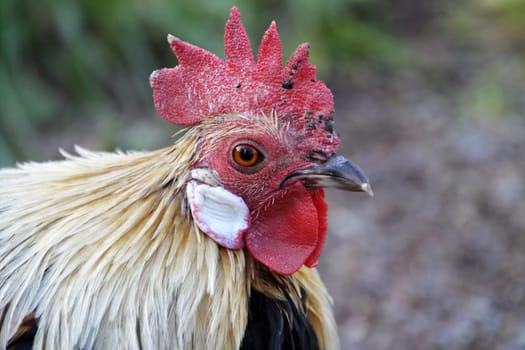 Rooster