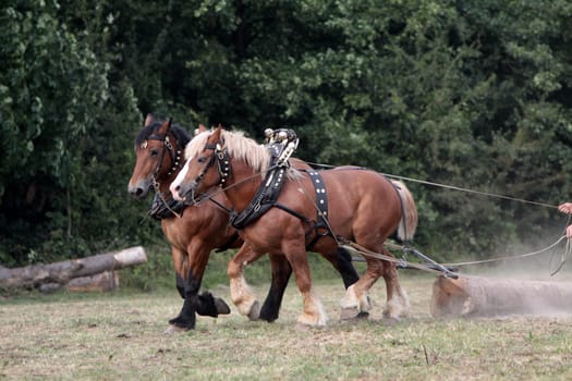 Horses at work