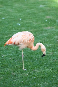 Pink Adult Flamingo on a Grass Ground