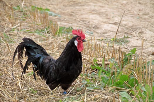 Black Rooster