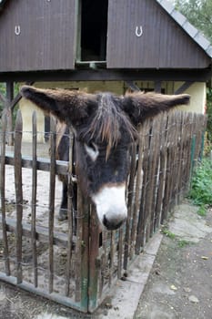 Giant donkey
