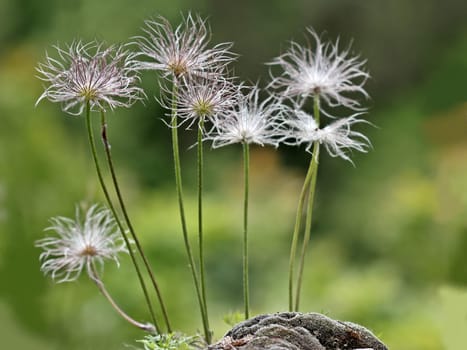 Seeds of the Common Kitchen Bell (Pulsatilla vulgaris) in the Kellerwald National Park