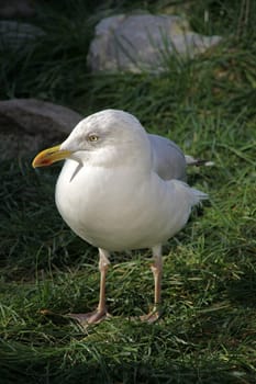 Herring gull