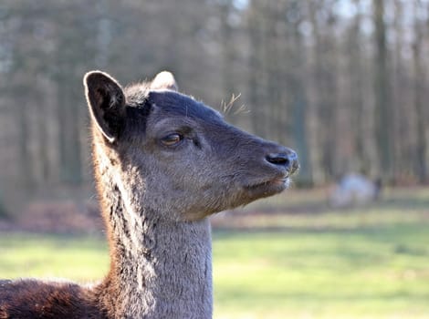 Portrait of a black fallow (Dama dama)