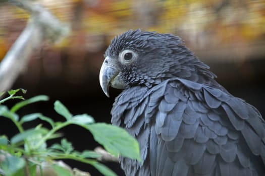 Vasa parrot