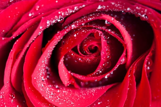Close up on a red roses covered with dew