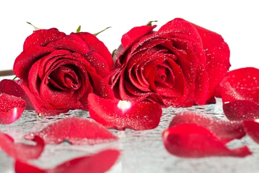 Close up on a red roses covered with dew
