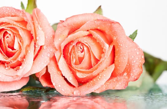 Pink roses on vintage background with copy space